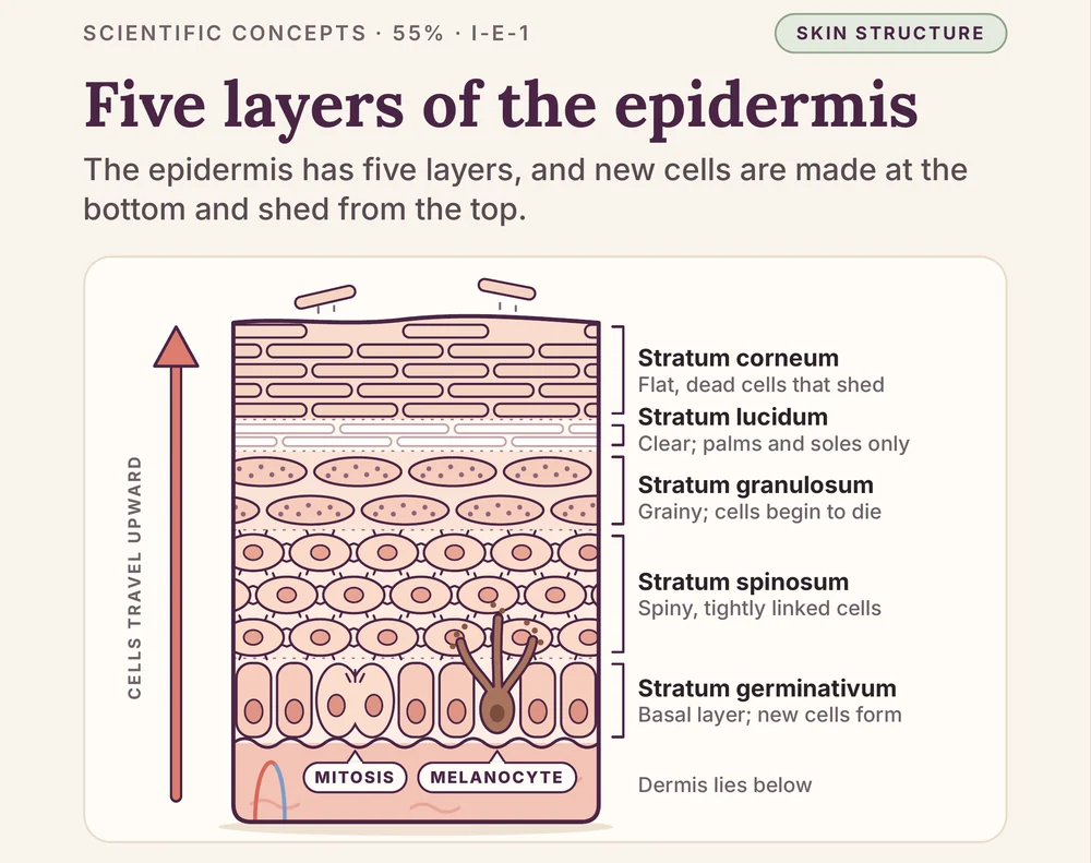 Book 1, page 21: Five layers of the epidermis, from stratum corneum at the top to stratum germinativum at the bottom, with what happens in each layer